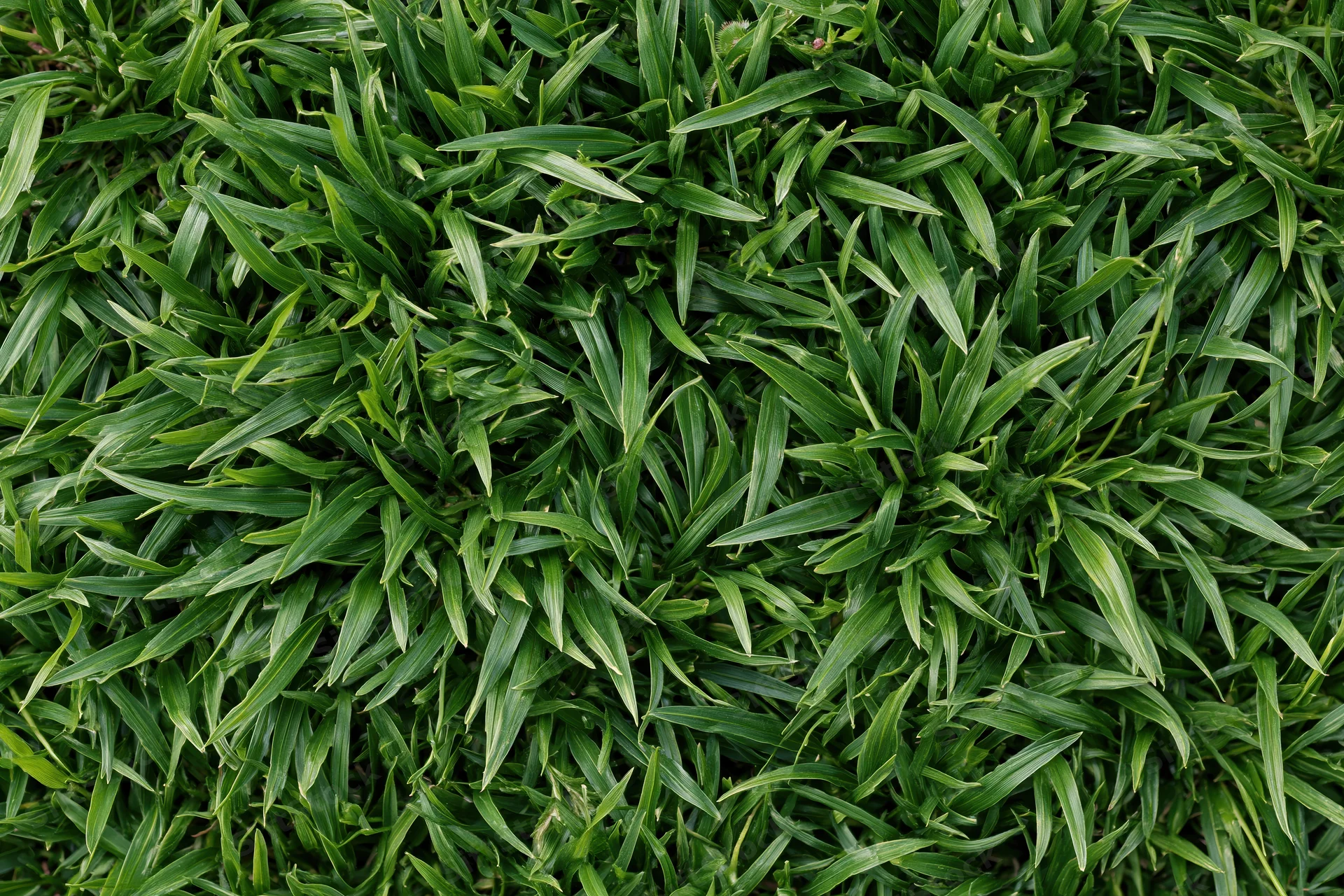 Dense short green grass viewed from above in a flat lay arrangement filling the frame