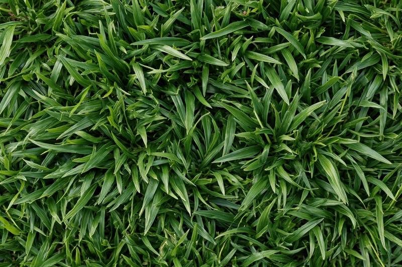 Dense short green grass viewed from above in a flat lay arrangement filling the frame