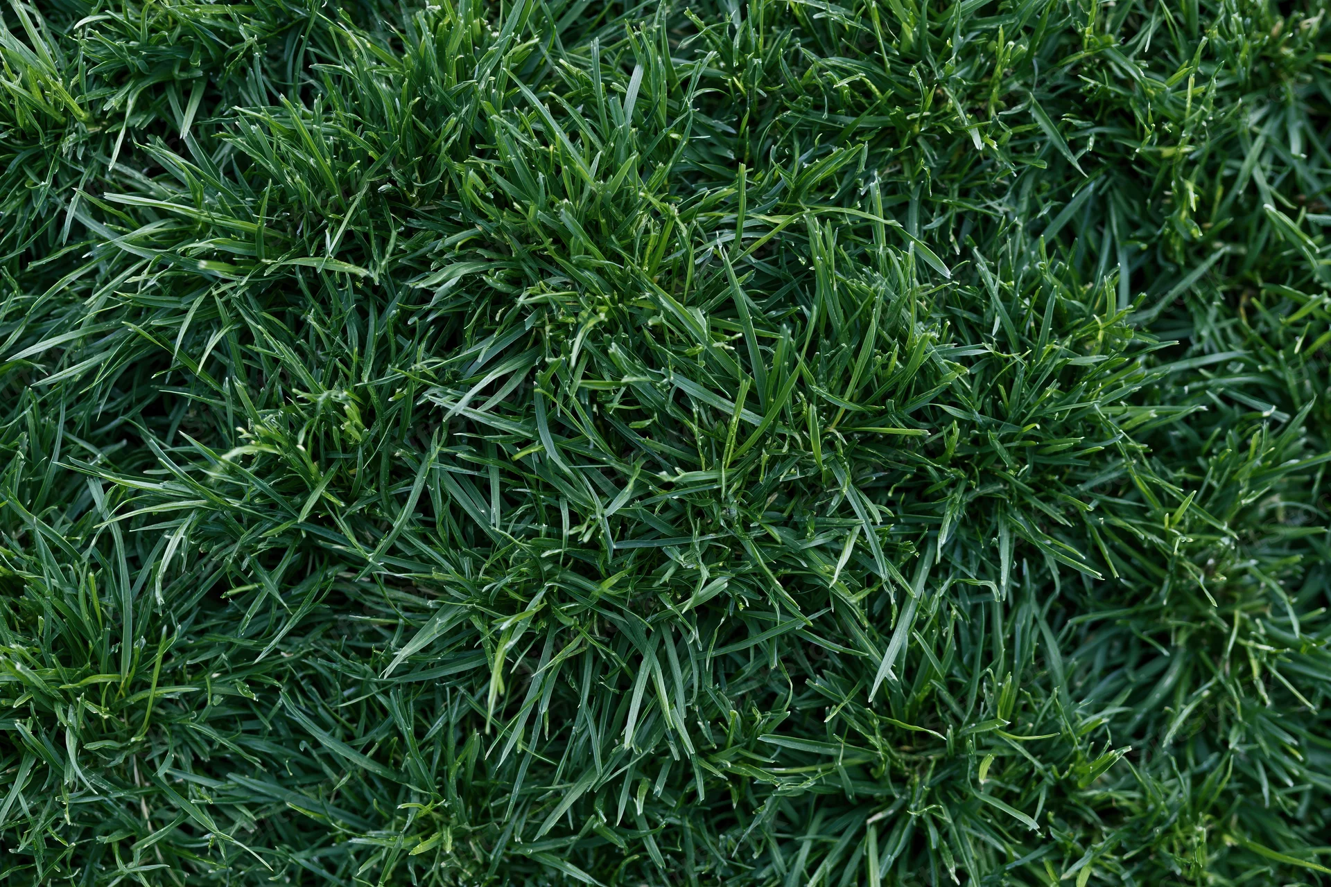 Dense short green grass viewed from above filling the frame