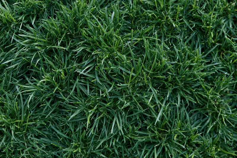 Dense short green grass viewed from above filling the frame