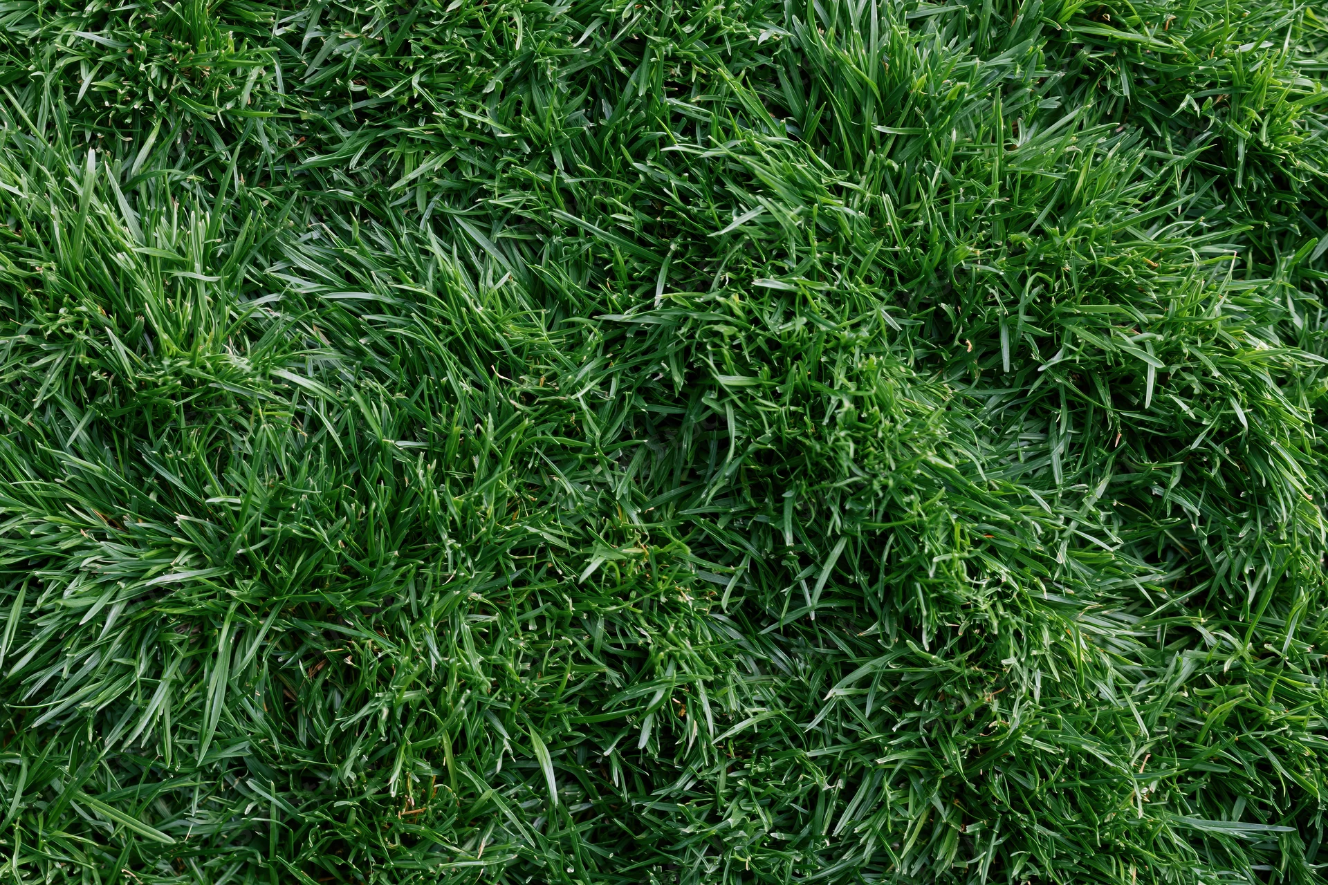 Dense short green grass viewed from above filling the frame