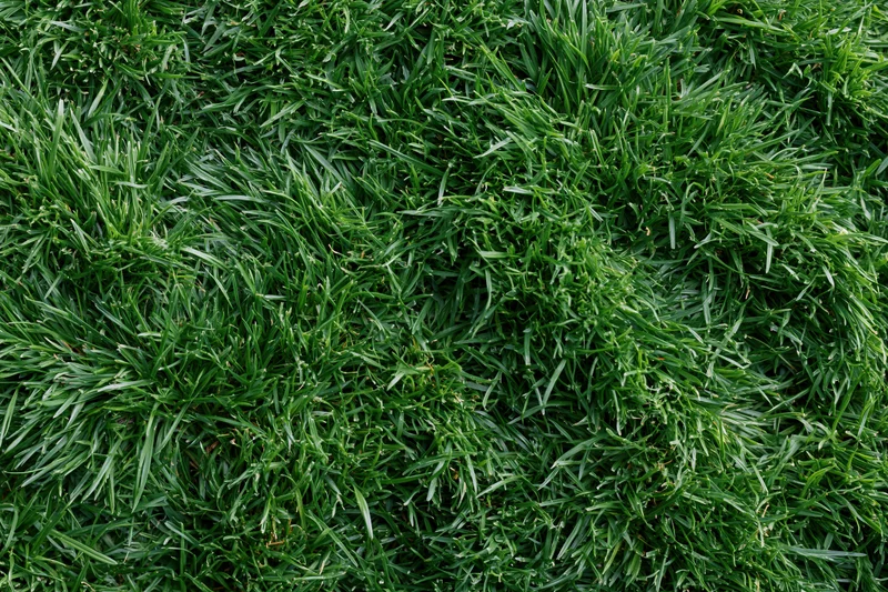 Dense short green grass viewed from above filling the frame