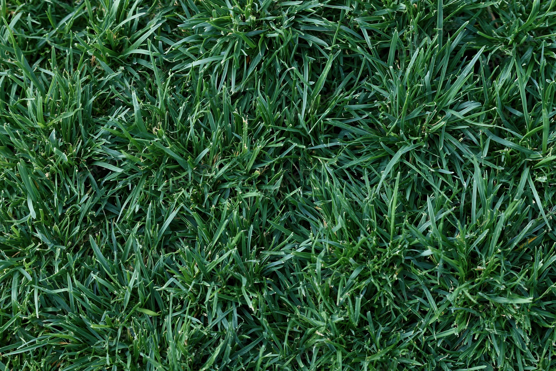 Dense short green grass filling the frame in overhead flat-lay view
