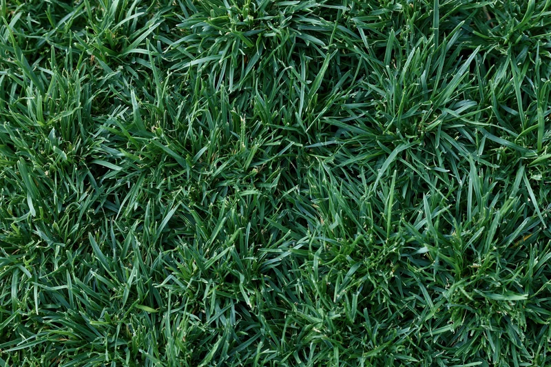 Dense short green grass filling the frame in overhead flat-lay view