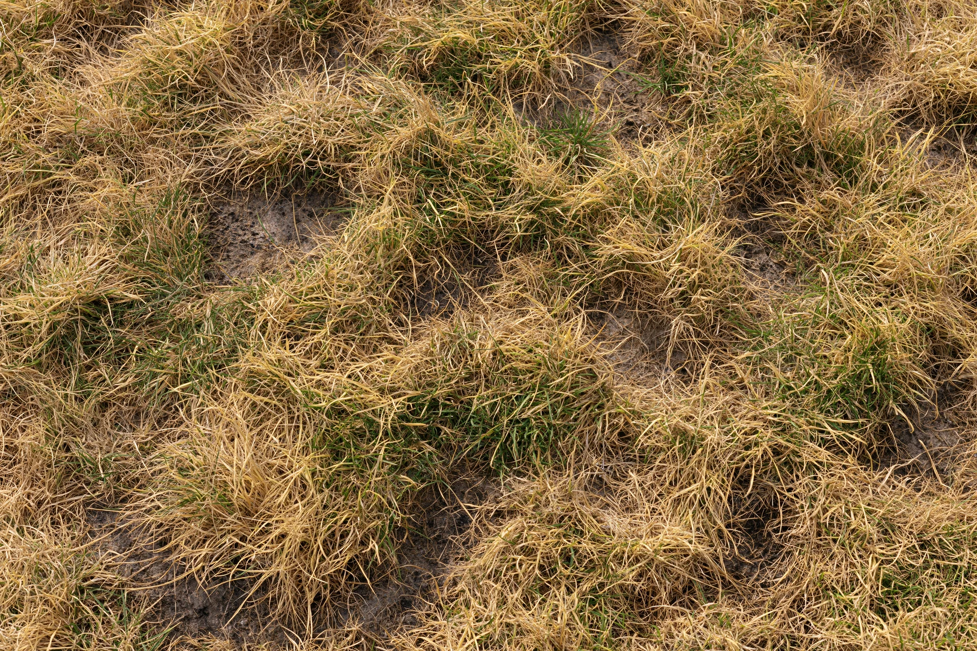 Dry patchy lawn grass with brown and green tufts growing in soil from overhead view