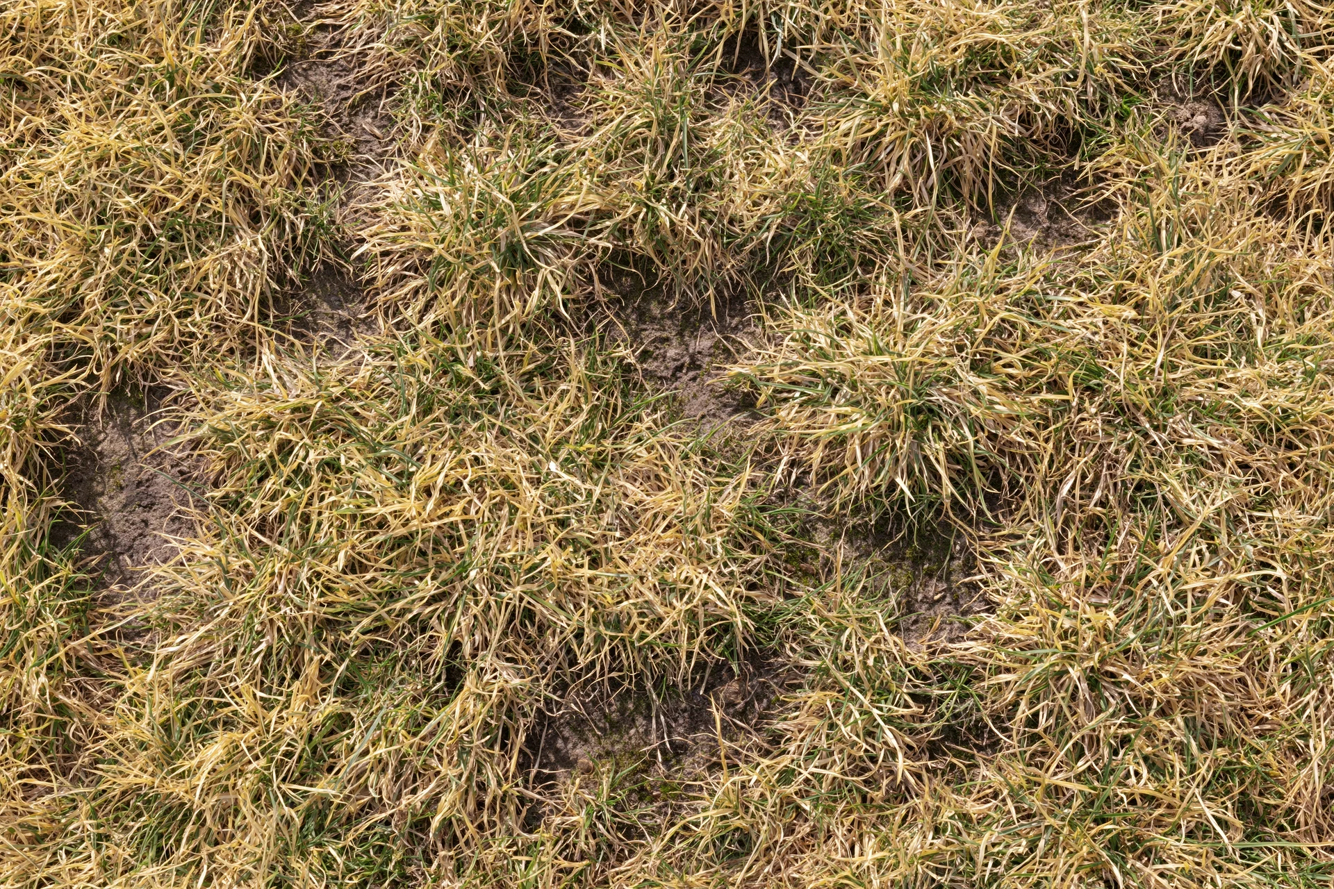 Dry patchy lawn grass with exposed soil in overhead closeup view