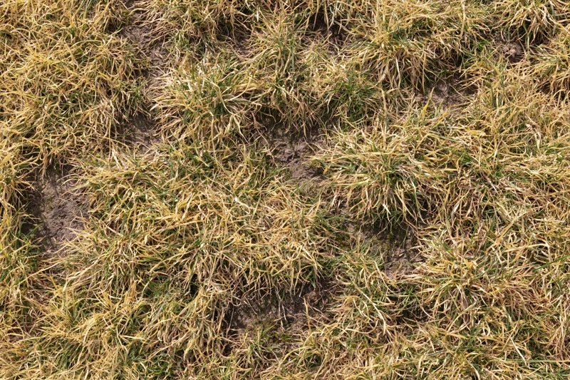 Dry patchy lawn grass with exposed soil in overhead closeup view