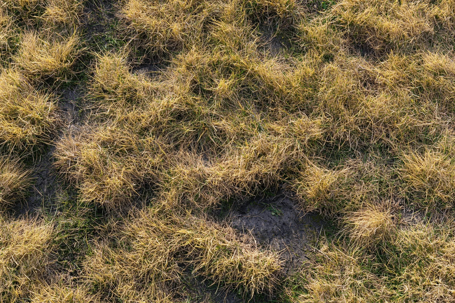 Dry patchy lawn grass with cracked soil in overhead flat-lay view
