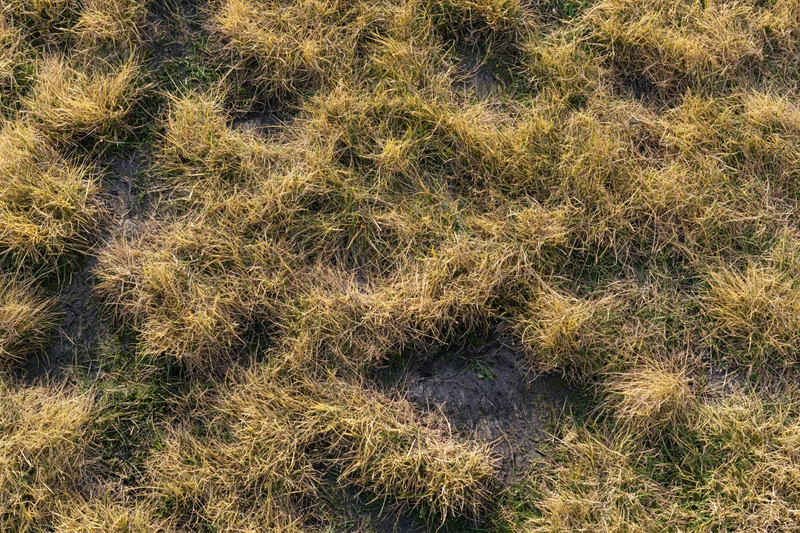Dry patchy lawn grass with cracked soil in overhead flat-lay view