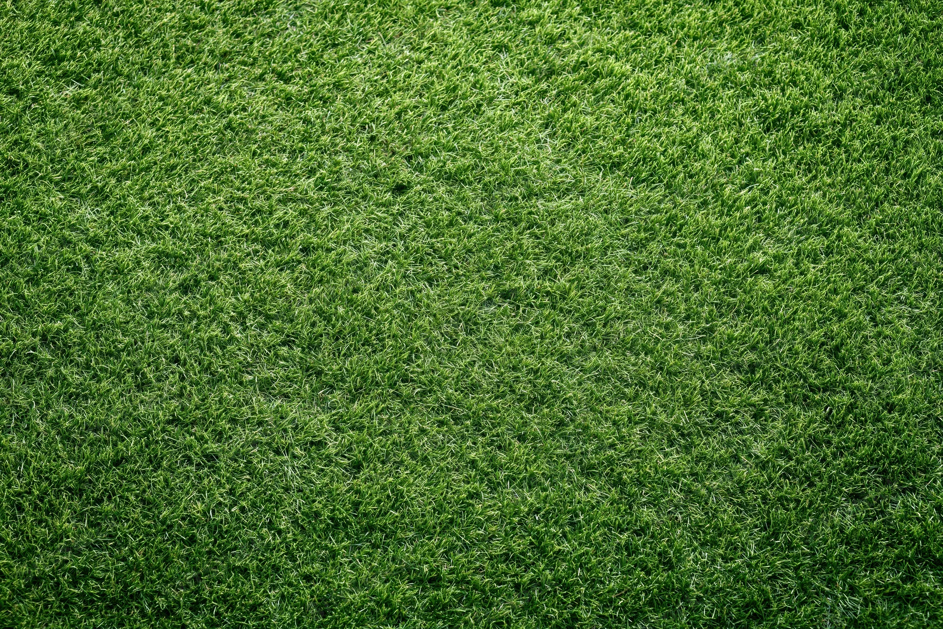 Dense uniformly trimmed grass viewed from overhead in a flat lay arrangement