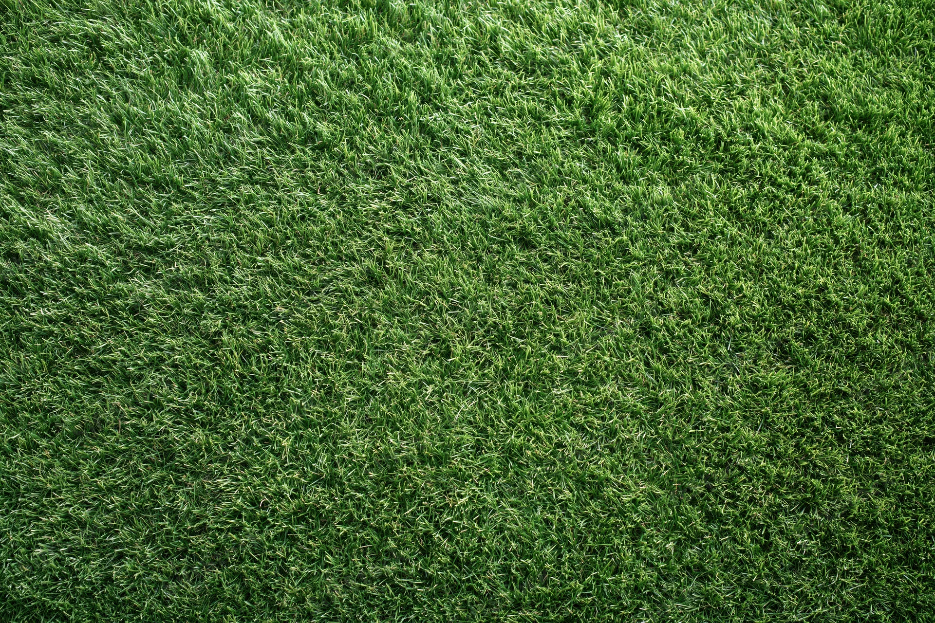 Dense uniformly trimmed grass viewed from overhead in a flat lay arrangement