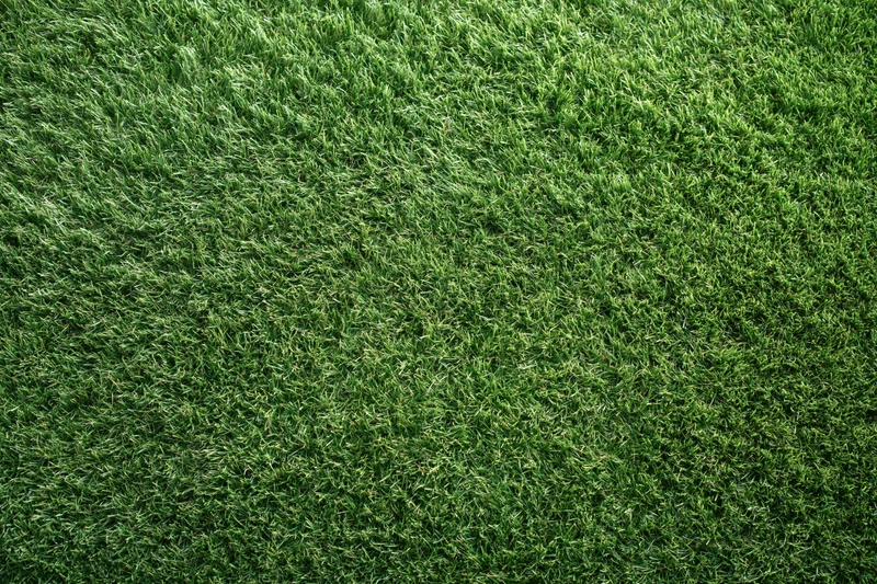 Dense uniformly trimmed grass viewed from overhead in a flat lay arrangement