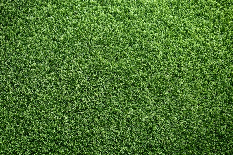 Dense uniformly trimmed grass viewed from overhead in a flat lay arrangement