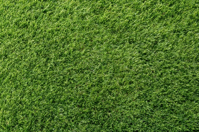 Dense uniformly trimmed grass viewed from overhead in a flat lay arrangement