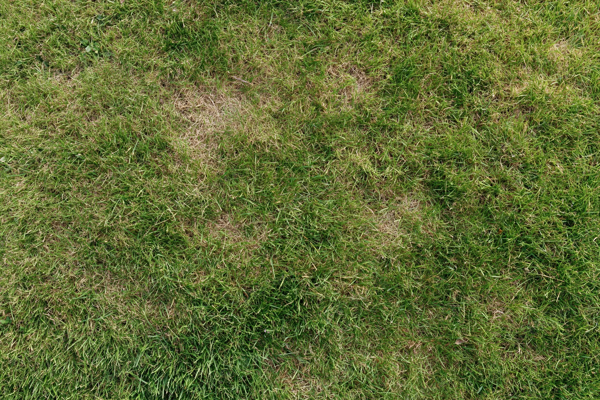 Short-mown grass lawn viewed from above filling the frame