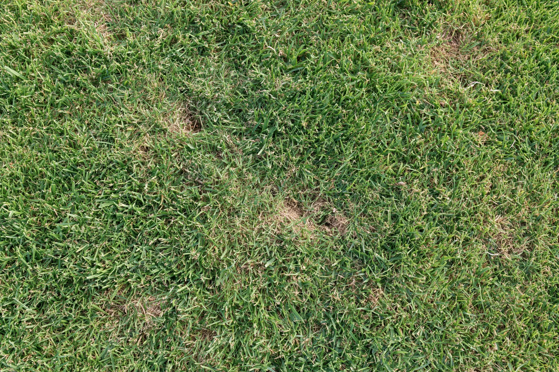 Short-mown grass lawn viewed from directly above filling the frame