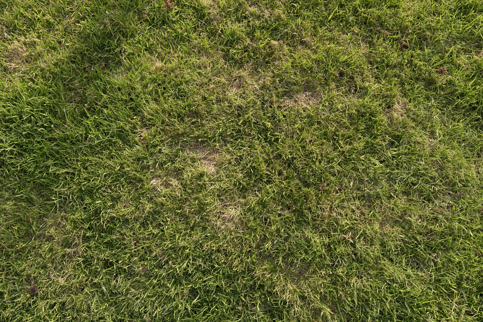 Short-mown green grass lawn viewed from above filling the frame