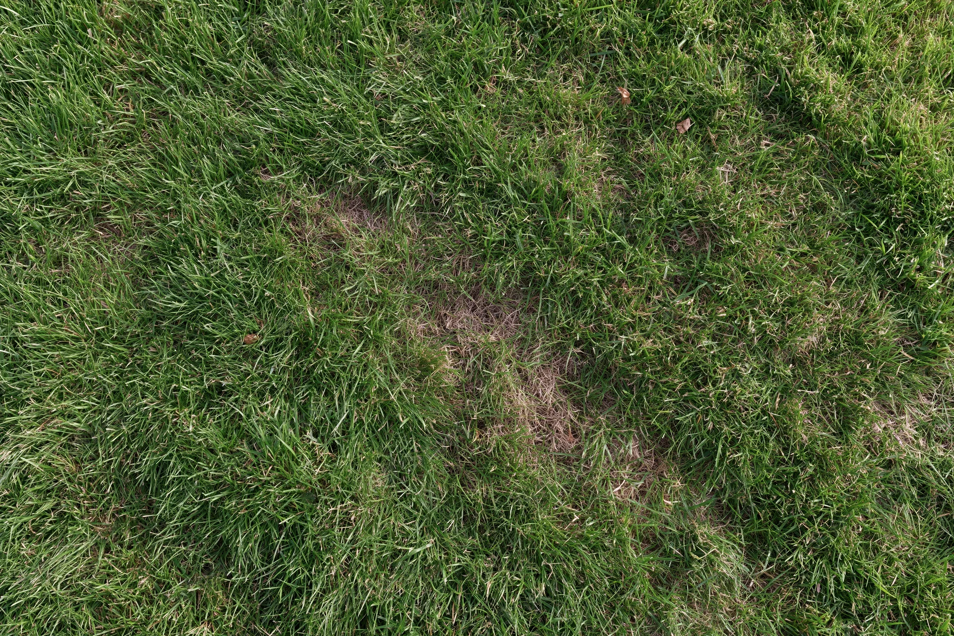 Short-mown grass lawn viewed from directly above filling the frame