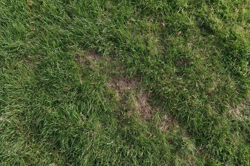 Short-mown grass lawn viewed from directly above filling the frame
