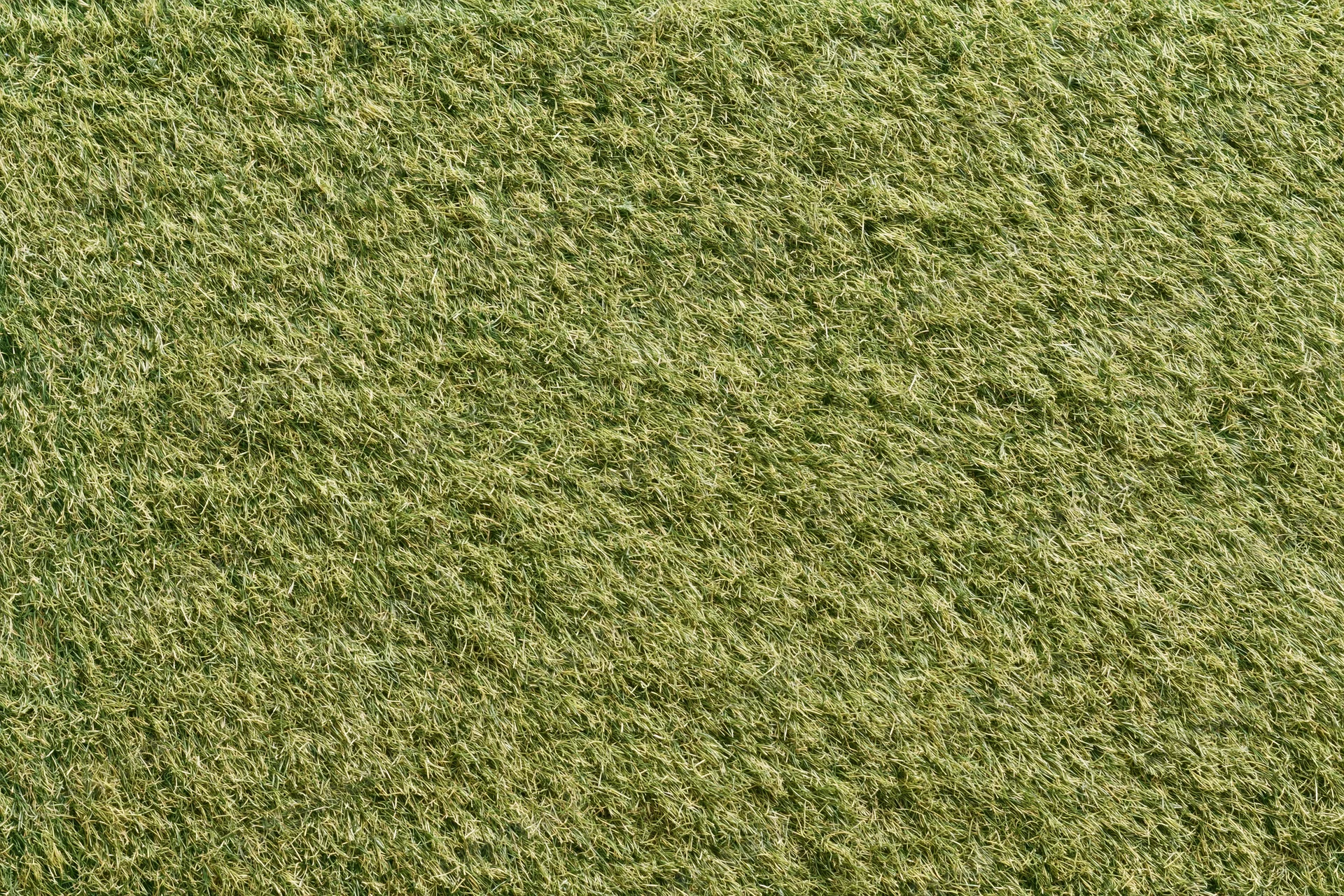 Short-mown grass lawn viewed from directly above filling the frame