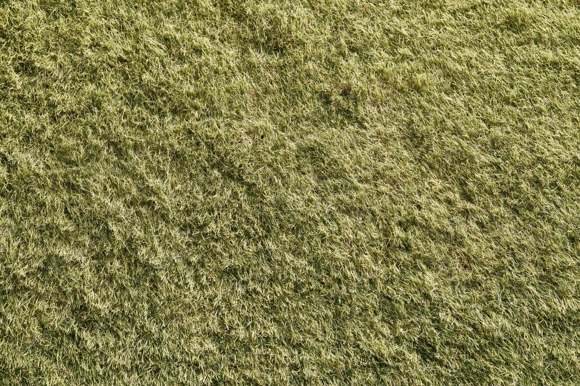 Short-mown grass lawn viewed from above filling the frame
