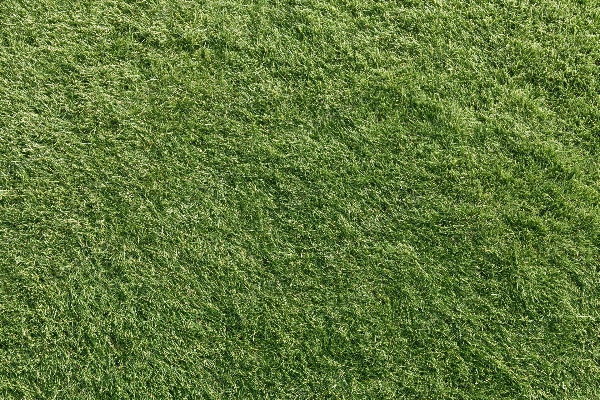 Close-up overhead view of uniformly mowed green grass lawn surface