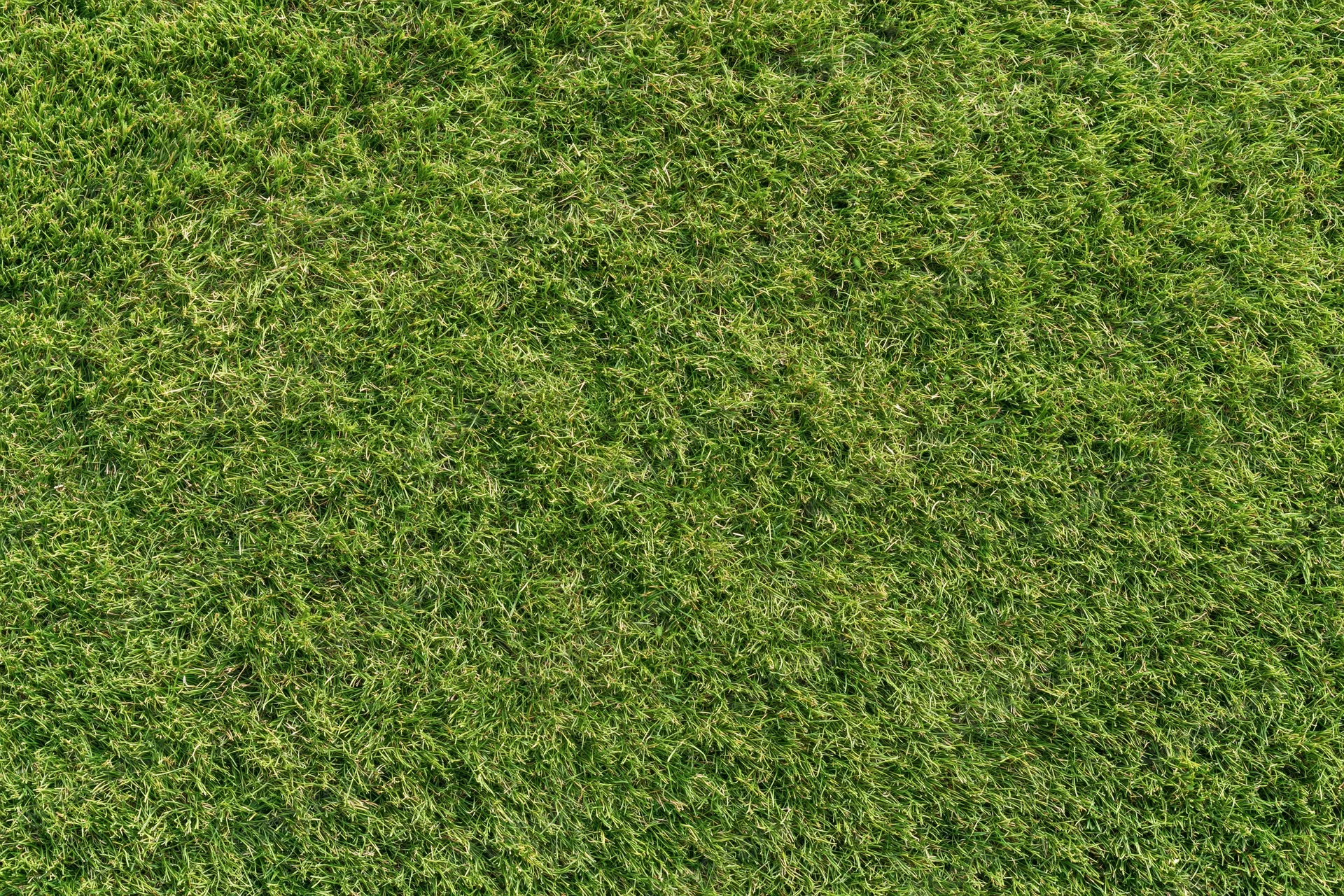 Close-up overhead view of a uniformly mowed green grass lawn