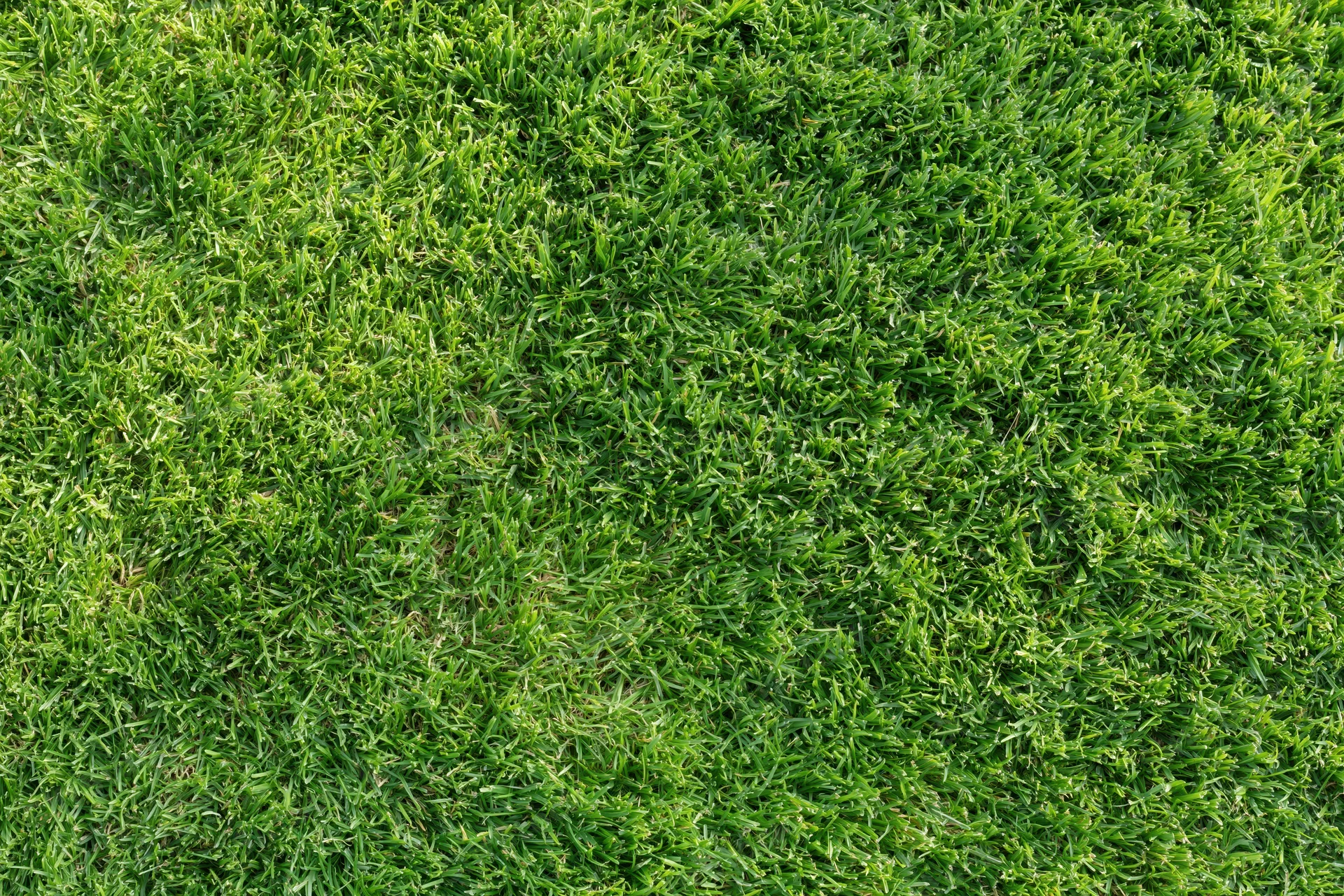 Dense short-cut green grass viewed from overhead in a flat lay arrangement