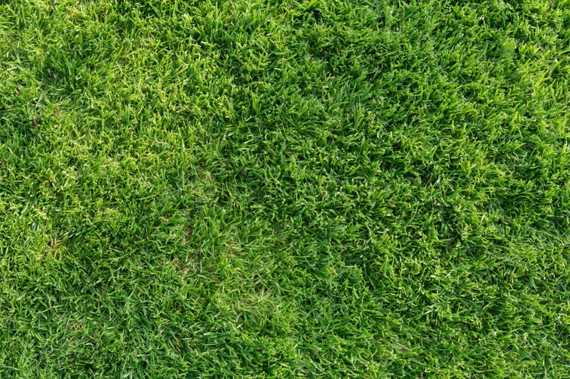 Dense short-cut green grass viewed from overhead in a flat lay arrangement