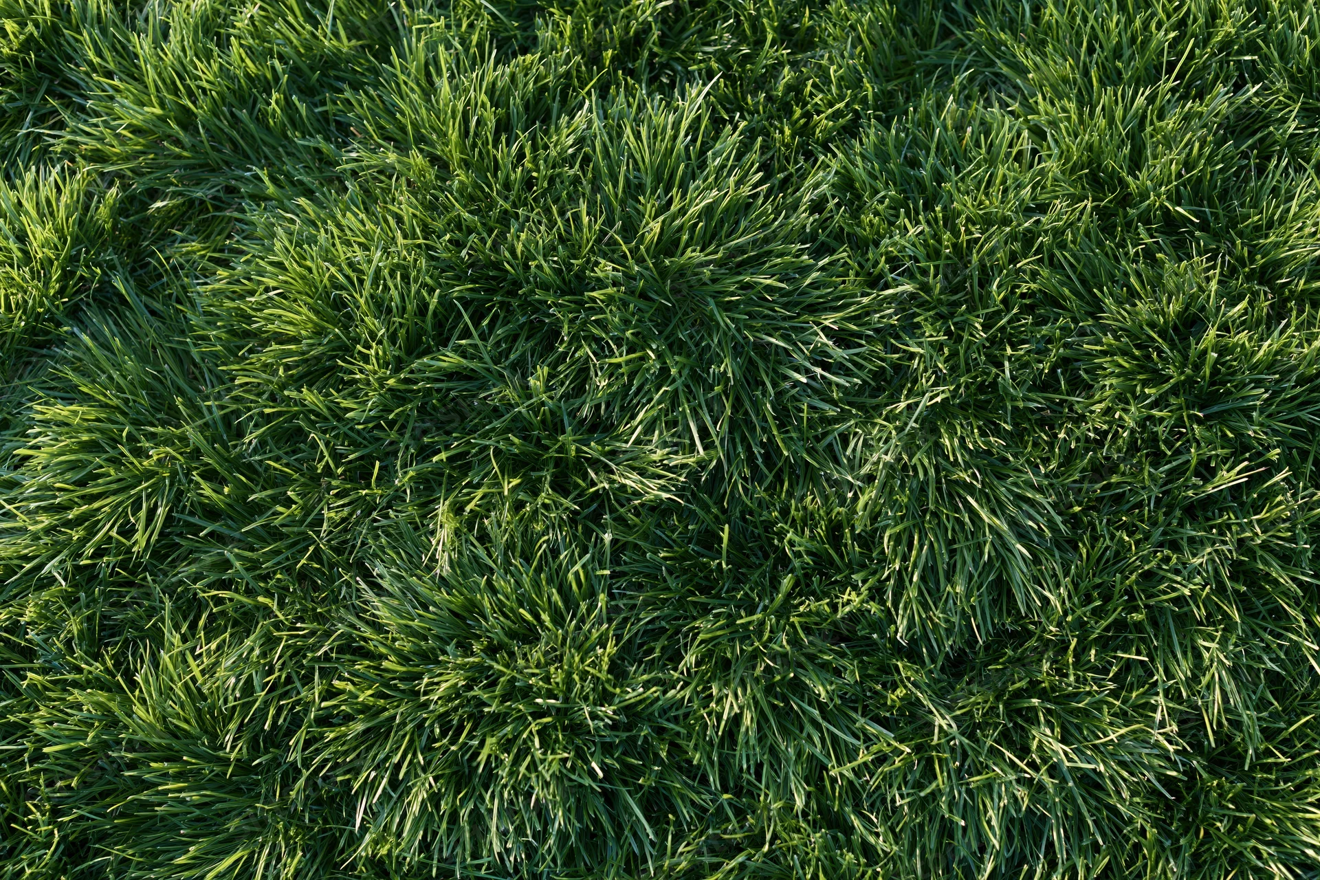 Dense short-cut green grass viewed from above in a flat lay arrangement