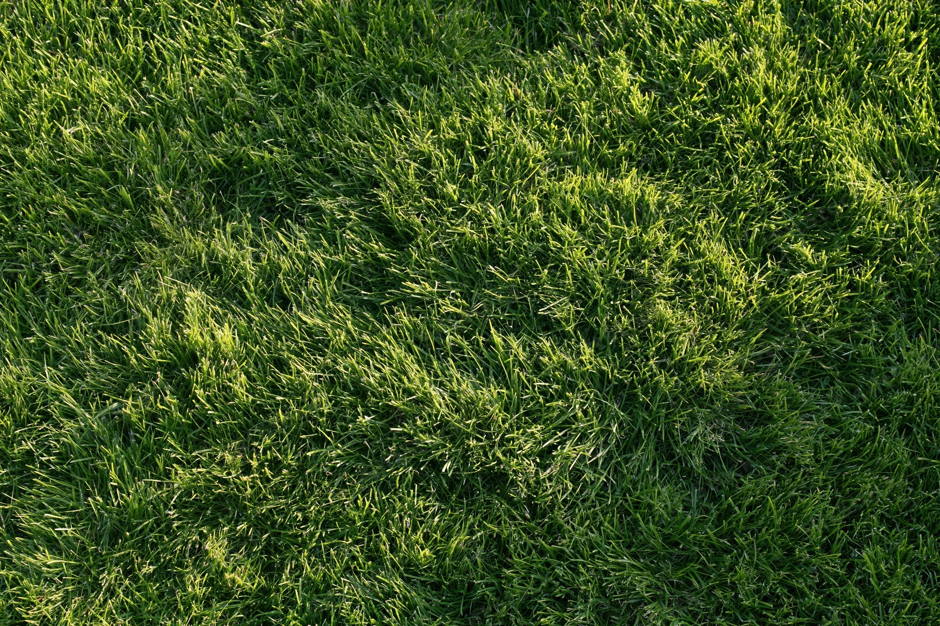 Dense short-cut green grass viewed from overhead in a flat lay arrangement