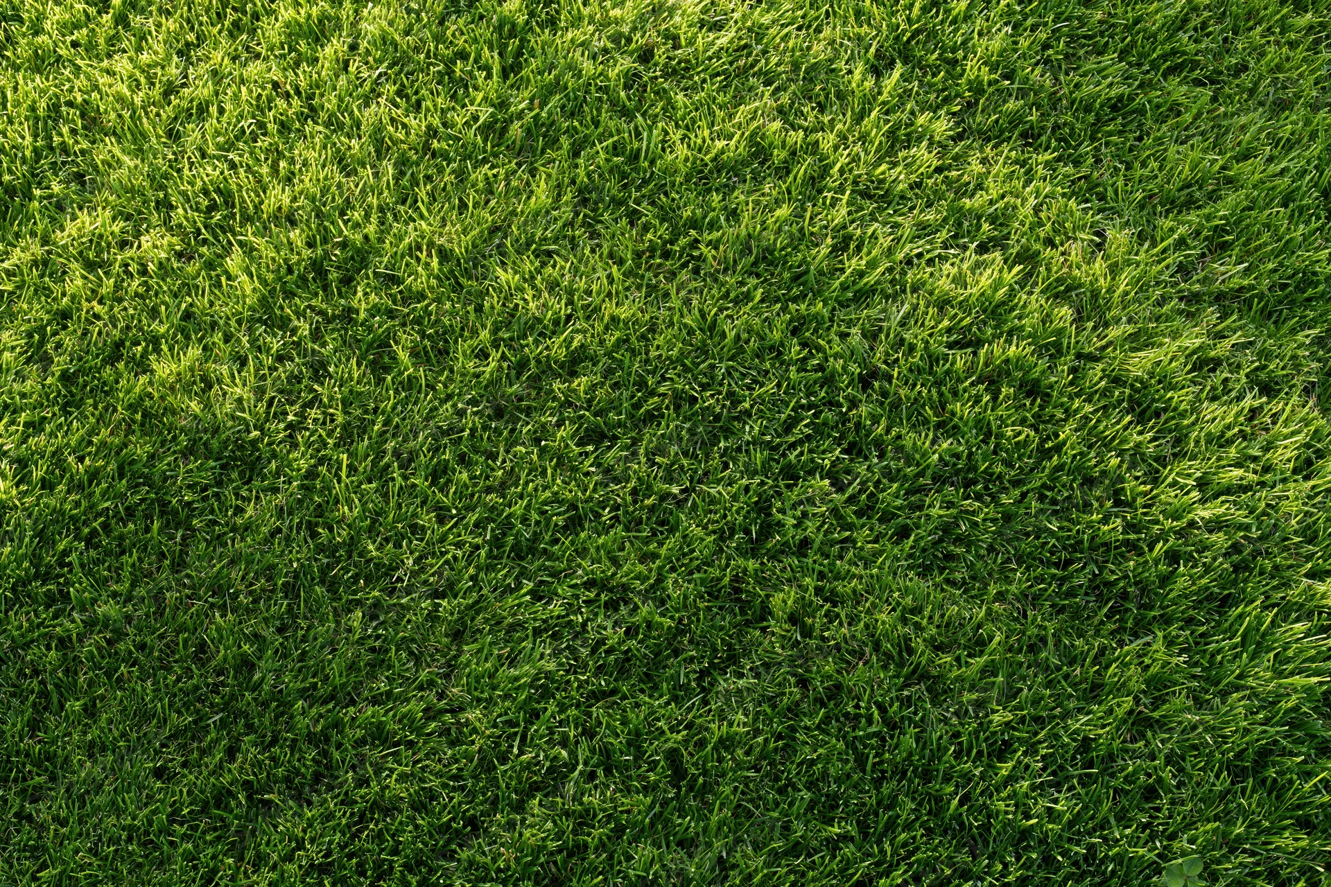 Dense short-cut green grass viewed from above in a flat lay arrangement