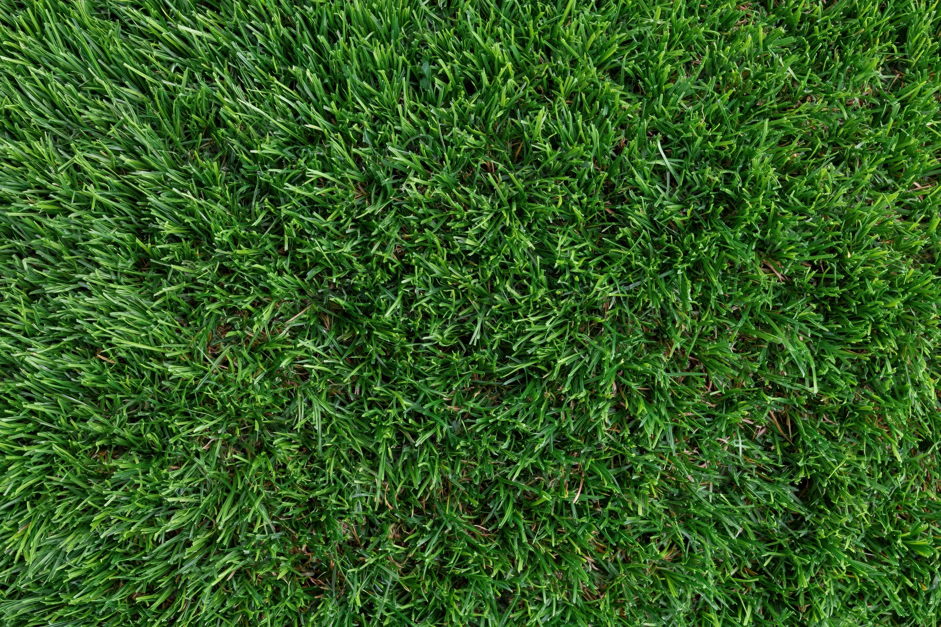 Dense short-cut green grass viewed from overhead in a flat lay arrangement