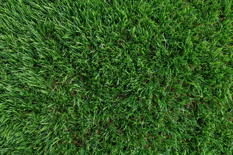Dense short-cut green grass viewed from overhead in a flat lay arrangement