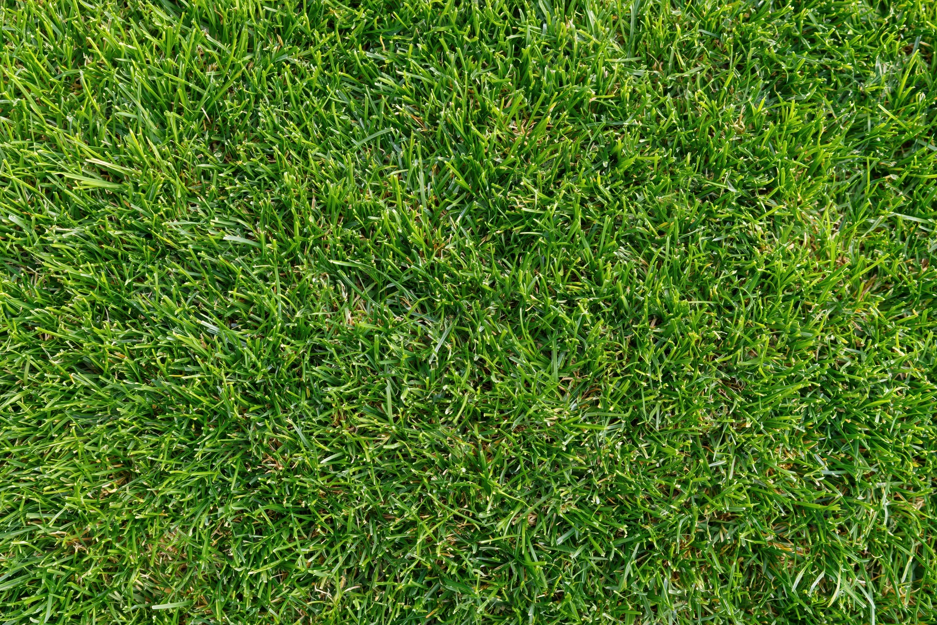 Dense short-cut green grass viewed from overhead in a flat lay arrangement