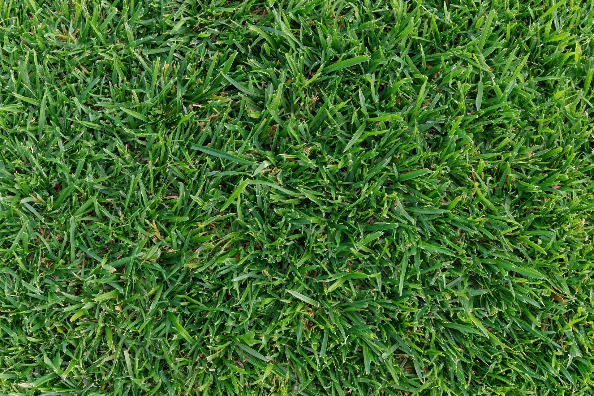 Dense short-cut green grass viewed from overhead in a flat lay arrangement
