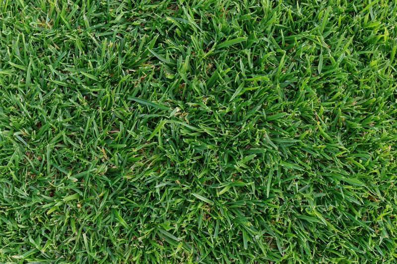 Dense short-cut green grass viewed from overhead in a flat lay arrangement