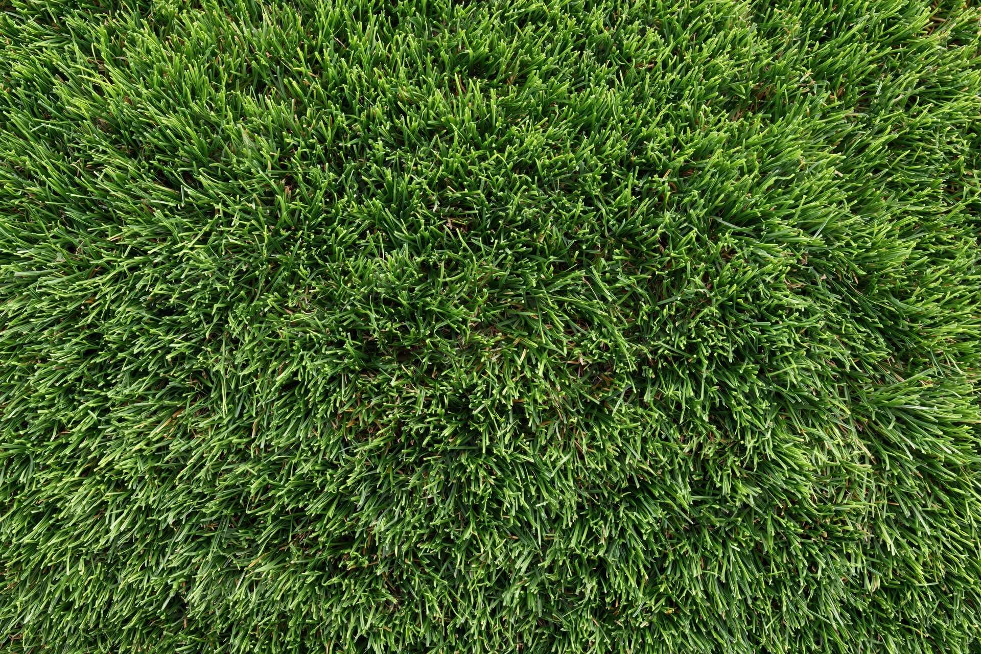 Dense short-cut green grass viewed from directly above in a flat lay arrangement