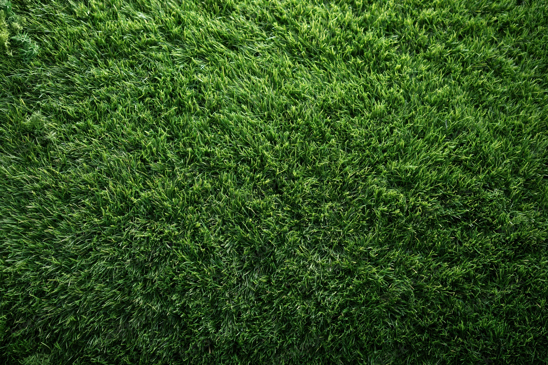 Dense short-cut green grass viewed from overhead in a flat lay arrangement