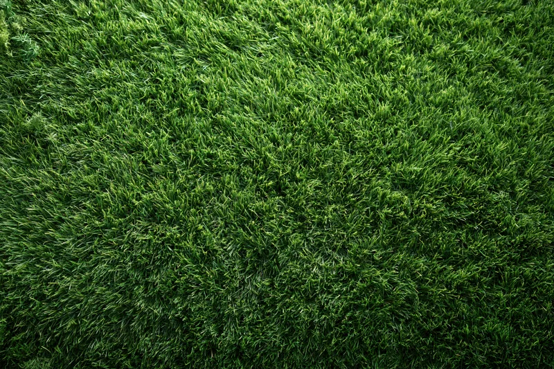 Dense short-cut green grass viewed from overhead in a flat lay arrangement