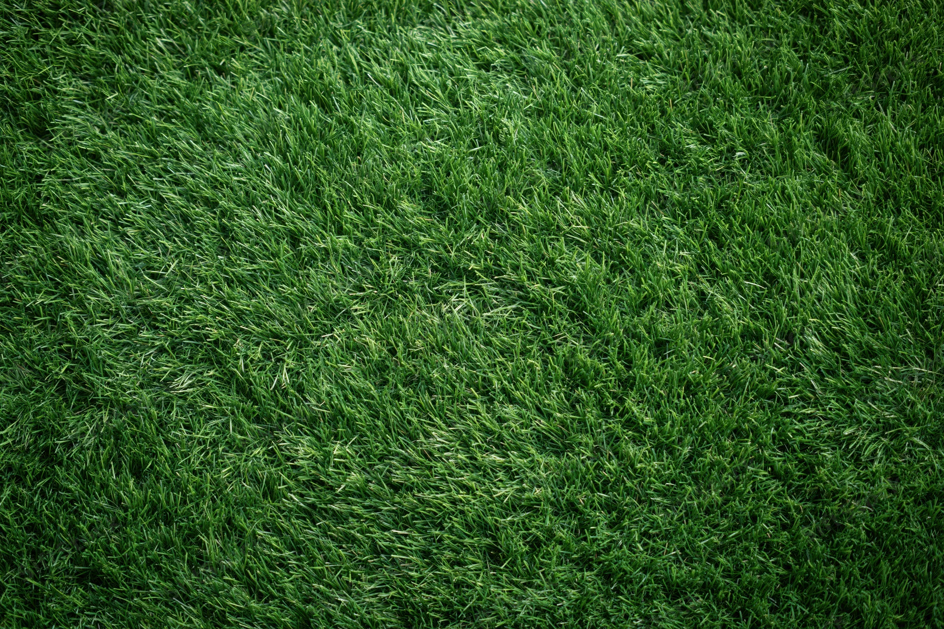 Dense short-cut green grass viewed from overhead in a flat lay arrangement