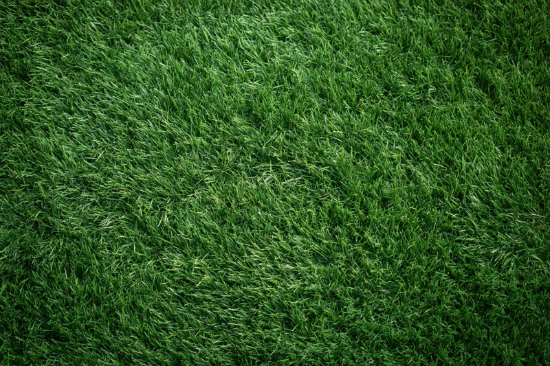 Dense short-cut green grass viewed from overhead in a flat lay arrangement