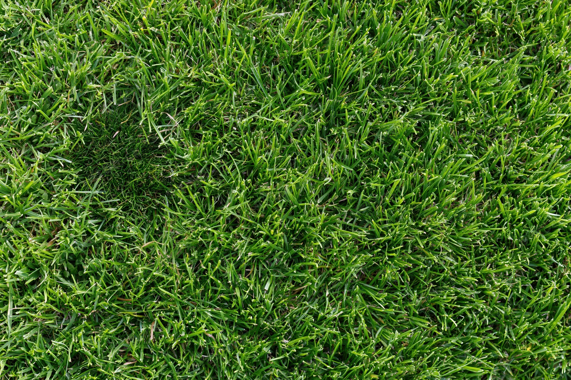Dense short-cut lawn grass viewed from above in a flat lay arrangement