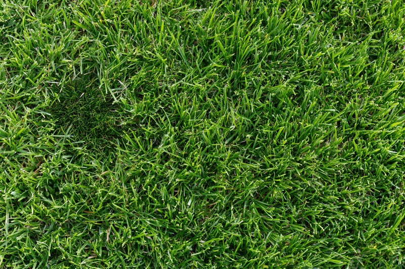 Dense short-cut lawn grass viewed from above in a flat lay arrangement