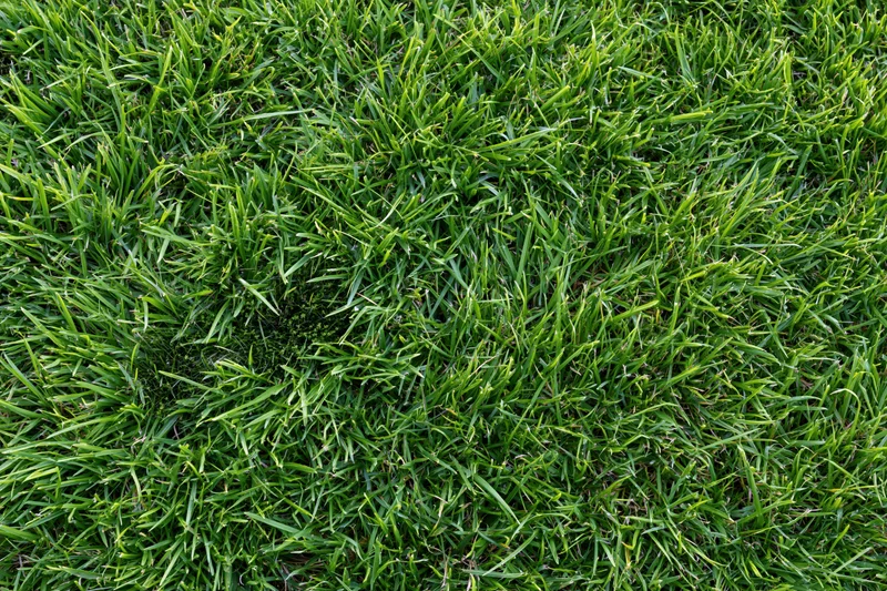Dense short-cut lawn grass viewed from overhead in a flat lay arrangement