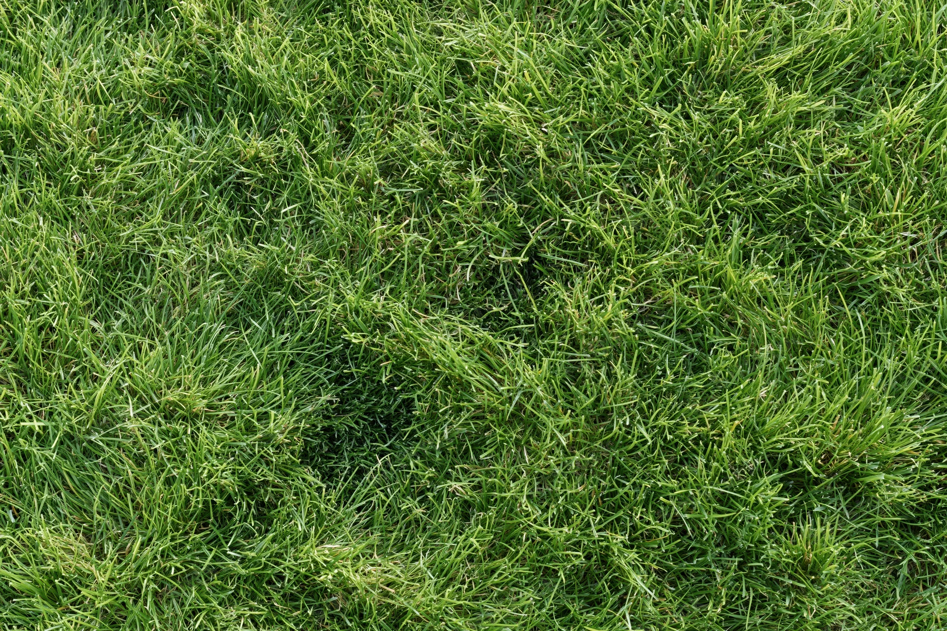 Dense short-cut lawn grass viewed from above in a flat lay arrangement