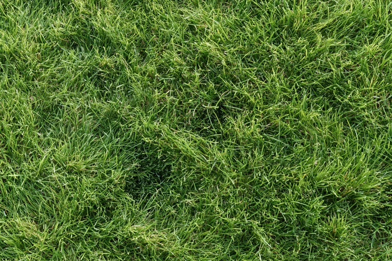 Dense short-cut lawn grass viewed from above in a flat lay arrangement