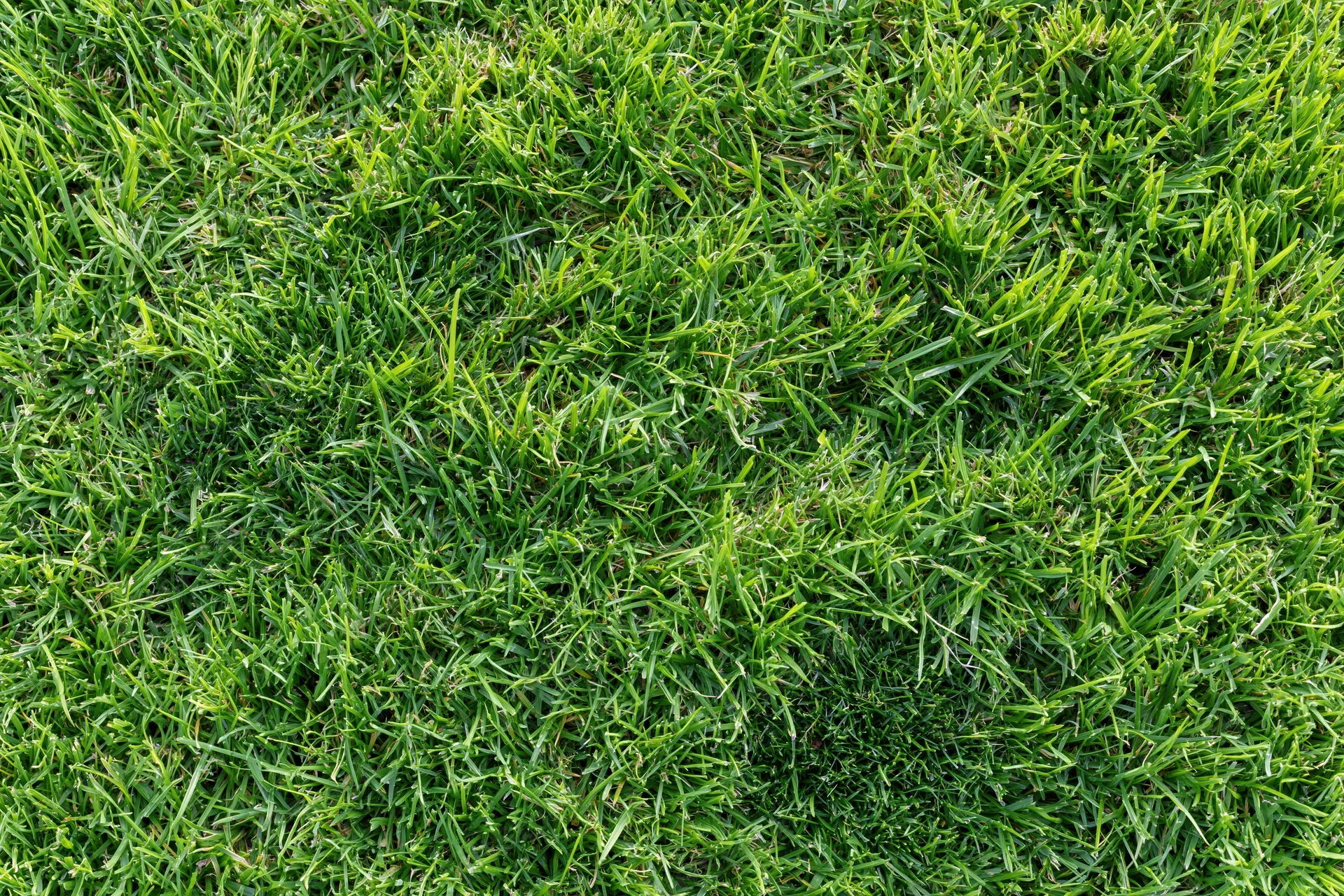 Dense short-cut lawn grass viewed from above in a flat lay arrangement
