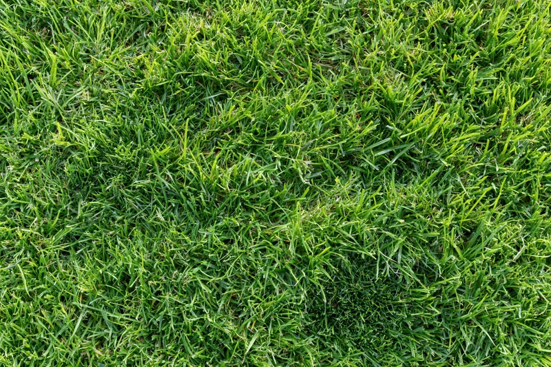 Dense short-cut lawn grass viewed from above in a flat lay arrangement