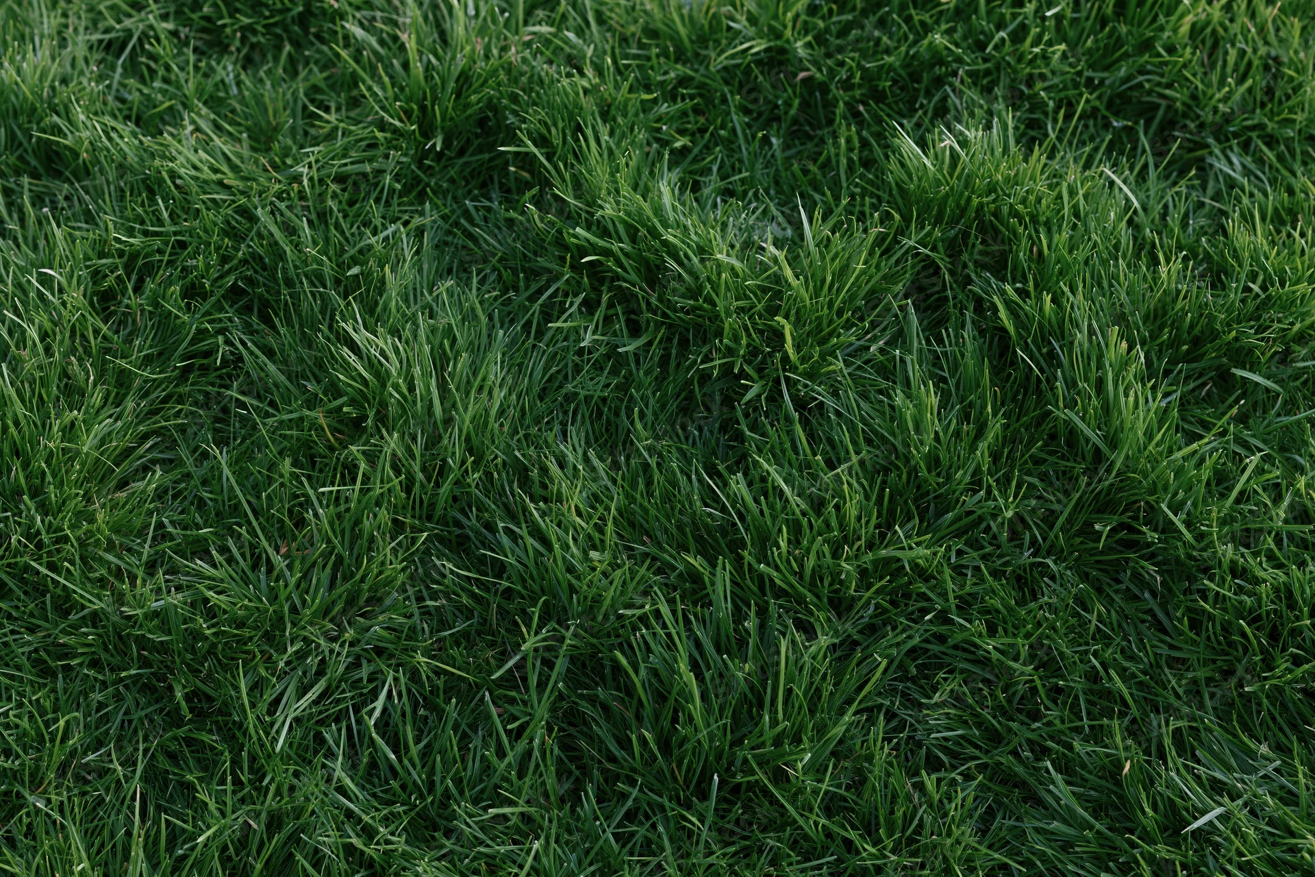 Dense short green grass filling the frame in an overhead flat lay view